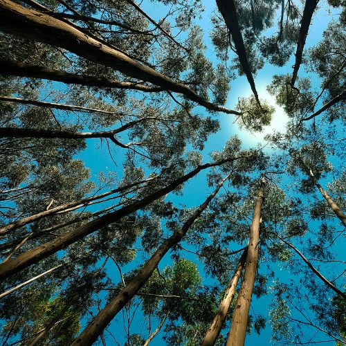 Paz con la Naturaleza - ALTA Legal