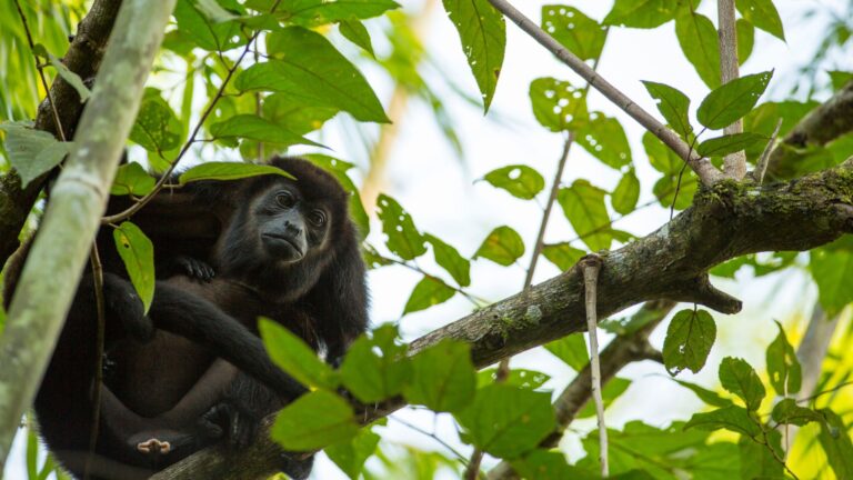 Mono Congo-Costa Rica-ALTA Legal