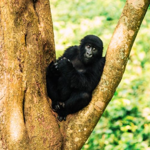 Sentencia Monos del Congo-ALTA Costa Rica